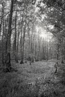 ver dentro un caduco bosque con cubierto de hierba bosque piso en negro y blanco foto