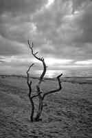 Sunset on the beach of the Baltic Sea in black and white. Love tree, shrub in the sand photo