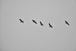 Cranes fly in V formation in the sky. Migratory birds on the Darss. black white photo