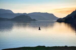 Fjord in Norway at Westcap. Seagull flies over the water before sunset. Mountains photo