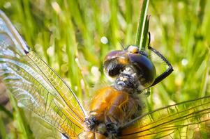 Dragonfly in the green grass. Macro shot of an insect in nature. Animal photo