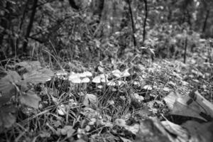 un grupo de hongos en el bosque en el bosque piso. musgo, pino agujas foto