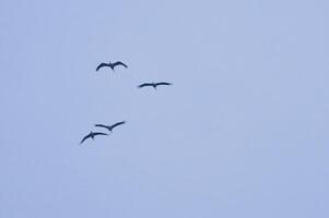 Crane group in the sky in V formation. Migratory birds on their return journey photo