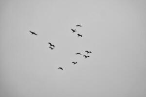 Cranes fly in V formation in the sky. Migratory birds on the Darss. black white photo