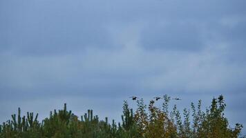 Two cranes fly over trees in a forest. Migratory birds on the Darss. Baltic Sea. photo