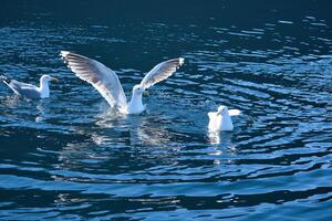 Seagulls in the water in a fjord in Norway. Daylight glistens in the sea. Animal photo