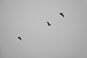 grúas mosca en v formación en el cielo. migratorio aves en el Darse. negro blanco foto