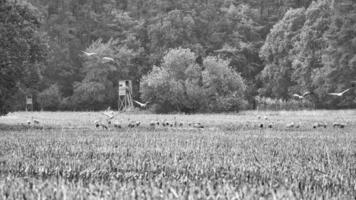 grúas a un descansando sitio en un cosechado maíz campo en frente de un bosque. foto