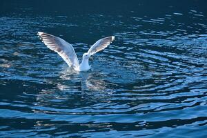 Seagulls in the water in a fjord in Norway. Daylight glistens in the sea. Animal photo