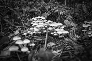 un grupo de hongos en el bosque en el bosque piso. musgo, pino agujas foto