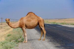 Single camel pauses on paved road, expansive steppe stretching to horizon, under vast blue sky with scattered clouds, in a stark, arid landscape photo