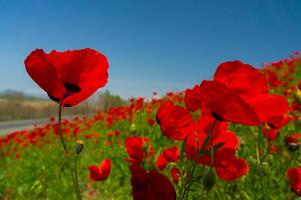 Vibrant red poppies bloom, scattered across a verdant field, a burst of color under the sun's warm glow, with each petal and leaf basking in the tranquil beauty of nature. photo