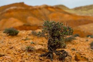 A lone shrub with gnarled roots and sparse foliage stands defiant against the contrasting red-orange terrain, showcasing the stark beauty and tenacity of life in a desolate, rocky desert. photo