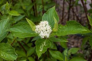 the white bloom of a dogwood shrub in the early afternoon photo