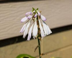 several white and lavender Hosta blooms in the Hosta Garden photo