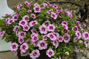 planter full of purple Million Bells blossoms photo