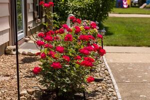 a cherry red rose bushes blooming in the front garden photo