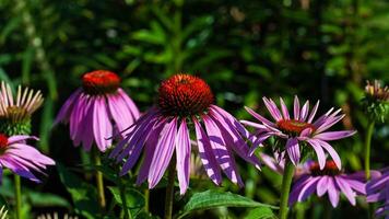 cerca arriba de un grupo de coneflowers esperando para el abejas a soltar por foto