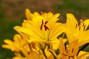 these Yellow True lilies usually have spots towards the base of the petal but not this year for some reason photo