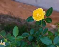 cerca arriba de un amarillo Rosa floración temprano en el tarde foto