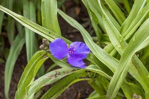 one purple Widows Tears blooms in the front garden photo