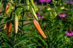 coming soon an explosion of tiger lilies in the back garden photo