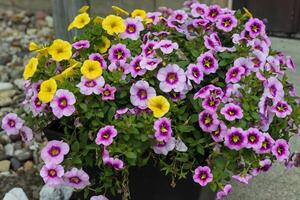 planter full of yellow and purple Million Bells blossoms photo