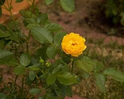 uno solitario amarillo Rosa floración esperando para otro floraciones a abierto foto