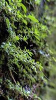 Moss plants, including parasitic plants, interfere with other plants photo