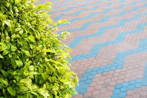 pequeñas hojas de árboles ornamentales y el suelo de bloques de hormigón foto