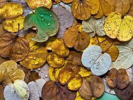 Colorful of leaves in Autumn photo