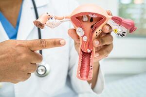 Uterus, doctor with anatomy model for study diagnosis and treatment in hospital. photo