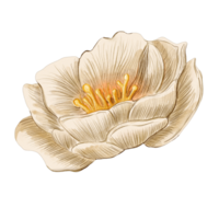 aguarela branco flor pintura grampo arte, botânico ilustração png