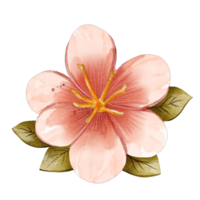 acquerello fiore ciliegia fiorire png