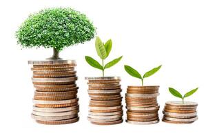 Tree plumule leaf on save money stack coins, Business finance saving banking investment concept. photo