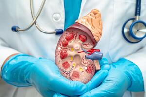 Kidney disease, Chronic kidney disease ckd, Doctor with human model to study and treat in hospital. photo