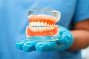 Denture, dentist holding dental teeth model to study and treat in hospital. photo