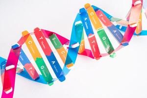 DNA or Deoxyribonucleic acid is a double helix chains structure formed by base pairs attached to a sugar phosphate backbone. photo