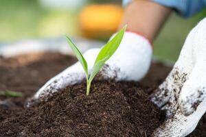 Gardener woman plant a tree with peat moss organic matter improve soil for agriculture organic plant growing, ecology concept. photo