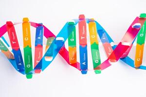 DNA or Deoxyribonucleic acid is a double helix chains structure formed by base pairs attached to a sugar phosphate backbone. photo