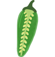Grün Chili Pfeffer Clip Art. Illustration auf transparent Hintergrund png