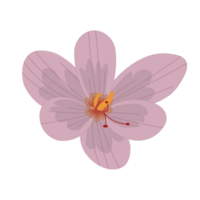 fiori primaverili png