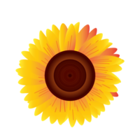 fiori primaverili png