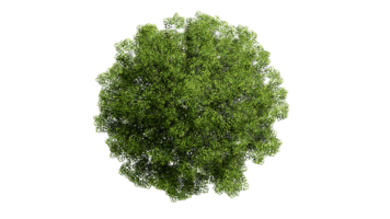 3d superiore Visualizza verde alberi isolato su png trasparente sfondo , uso per visualizzazione nel architettonico design o giardino decorare
