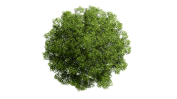 3D Top view Green Trees Isolated on PNGs transparent background , Use for visualization in architectural design or garden decorate