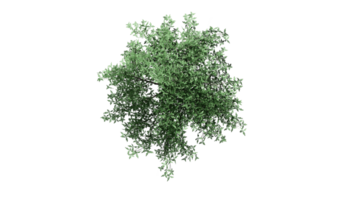 3d topo Visão verde árvores isolado em png transparente fundo , usar para visualização dentro arquitetônico Projeto ou jardim decorar