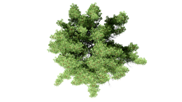 3D Top view Green Trees Isolated on PNGs transparent background , Use for visualization in architectural design or garden decorate