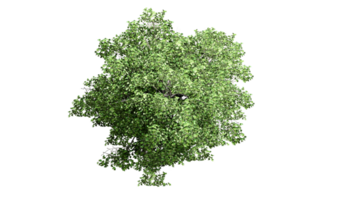 3D Top view Green Trees Isolated on PNGs transparent background , Use for visualization in architectural design or garden decorate