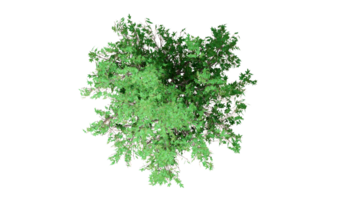 3D Top view Green Trees Isolated on PNGs transparent background , Use for visualization in architectural design or garden decorate