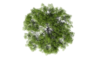 3D Top view Green Trees Isolated on PNGs transparent background , Use for visualization in architectural design or garden decorate